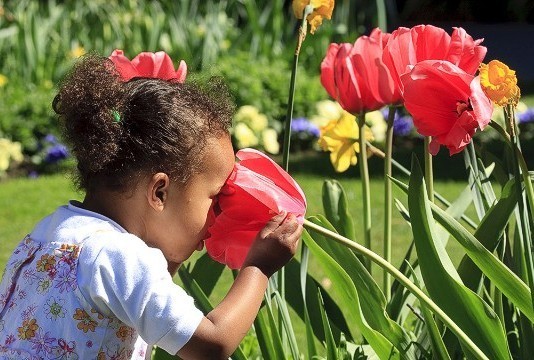 8 Kerajaan Bunga Paling Indah di Dunia (2)