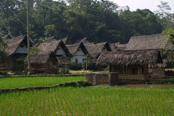 Kata Sarjana Pertanian Soal Janji Capres Buka Sawah Baru