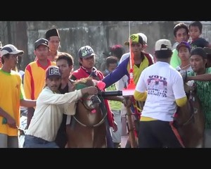 Kampanye Jokowi-JK Lewat Kerapan Sapi di Sumenep