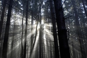 Penampakan Hutan Hitam Menyeramkan di Jerman