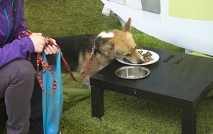 Restoran Pop-up Khusus untuk Anjing Dibuka di Republik Ceko