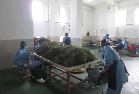 Serunya Lihat Ganja dan Jamu Sambil Piknik di Tawangmangu