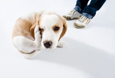 Tak Cuma Menyenangkan, Pelihara Anjing Juga Berikan 5 Manfaat Sehat