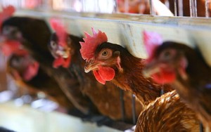 Penyembelihan Hewan Halal Sadis? Perlakuan Hewan di Inggris Ternyata Lebih Mengerikan