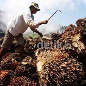 Cerita Petani Sawit di Riau yang Kantongi Sertifikat Internasional