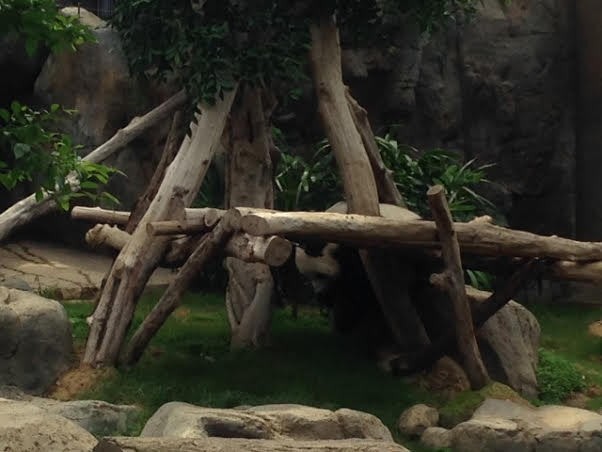 Gemasnya Tingkah Panda di Ocean Park Hong Kong