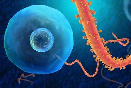 Sembunyikan Pasien Ebola, Orang Sierra Leone Bisa Dipenjara