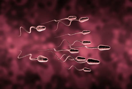 Hai Pria, Ini Kunci Miliki Bentuk dan Ukuran Sperma yang Normal