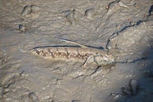 Di Banyuwangi, Ada Ikan yang Bisa Jalan di Darat