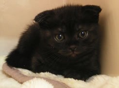 Meong... Begini Lucunya Kafe Kucing di Jepang