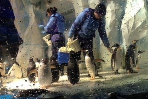 Makan Siang Ditemani Penguin, Menggemaskan!