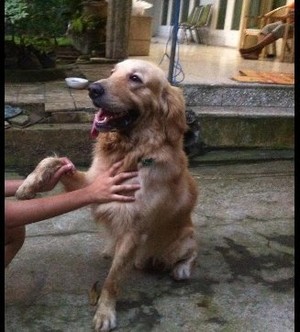 Anjing Golden Retriever Ini Tersesat di Jl Brawijaya Jaksel, Punya Siapa?