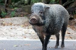 Darurat Penyelundupan Daging Celeng dari Sumatera ke Jawa