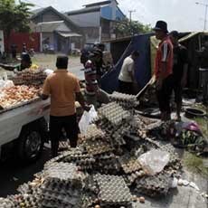Truk Terguling karena Ban Meletus, Muatan Telur Jadi Rebutan Warga
