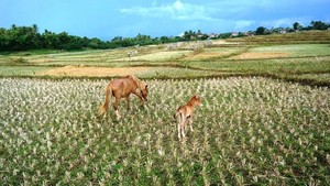 Desa Mantar yang Bersahaja di Sumbawa