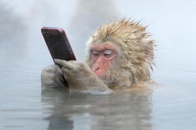 Wildlife Photographer of the Year: Hewan Liar yang Memukau