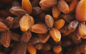 Benarkan Konsumsi Kurma Bisa Memicu Gairah Seks?