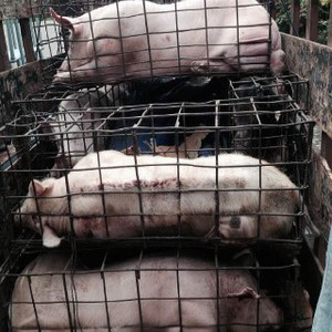 Lagi, Karantina Tangkap Penyelundupan 2 Ton Daging Celeng dan 15 Ekor Babi