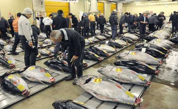 Tuna Jadi Incaran Para Maling Ikan di Laut Indonesia