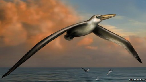 Ilmuwan Temukan Burung Terbesar di Dunia