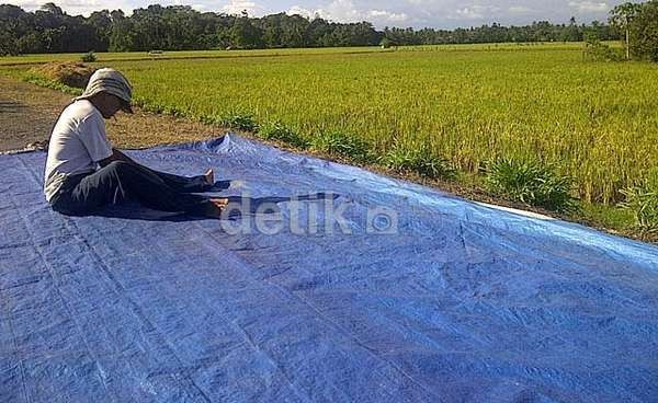 Kerap Salah Sasaran, Perlukah Subsidi Pupuk Dilanjutkan?