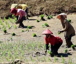 Punya Lahan Subur, Sawah di Jawa Paling Banyak Beralih Fungsi