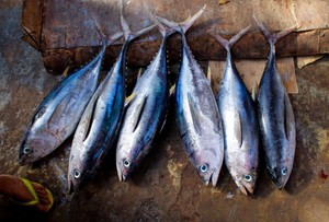 Rutin Makan Ikan Tuna Bisa Cegah Penyakit Jantung dan Obesitas