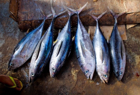 Rutin Makan Ikan Tuna Bisa Cegah Penyakit Jantung dan Obesitas