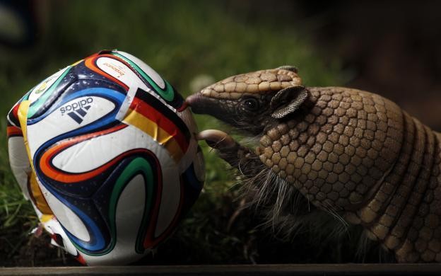 Hewan Kebun Binatang Lucu yang Prediksi Juara Piala Dunia (2)