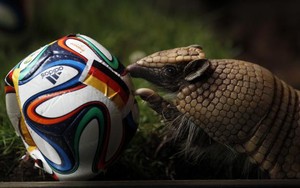 Hewan Kebun Binatang Lucu yang Prediksi Juara Piala Dunia (2)