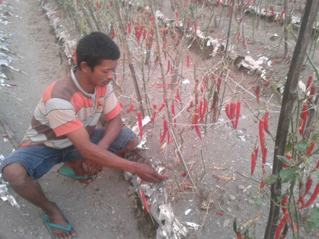 Petani Biarkan Cabai Membusuk Akibat Harga Rontok