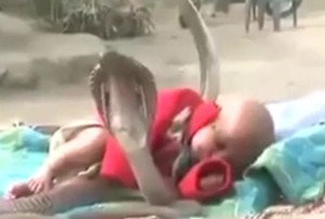 Ya Ampun! Bayi Mungil Ini Tidur Ditemani 4 Ekor King Cobra