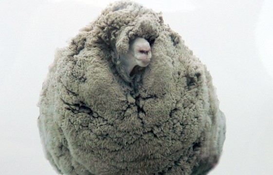 Gemas! 8 Kota Ini Punya Maskot Paling Imut (1)