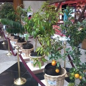 Mau Bibit Sengon dan Buah Gratis? Datang ke Pameran Ini