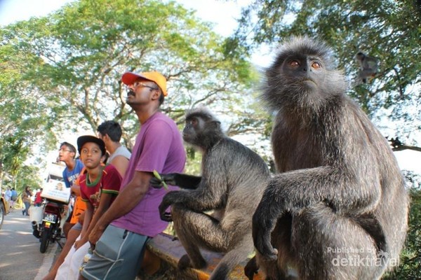 Silver Leaf Monkey di Bukit Melawati, Selangor, Malaysia, tidak takut dengan manusia. Bahkan mereka mencoba mendekati dengan tingkah lucu untuk mendapatkan makanan. Wisatawan pun jadi bisa nongkrong bareng dengan mereka. Silver Leaf Monkey di Bukit Melawati, Selangor, Malaysia, tidak takut dengan manusia. Bahkan mereka mencoba mendekati dengan tingkah lucu untuk mendapatkan makanan. Wisatawan pun jadi bisa nongkrong bareng dengan mereka.