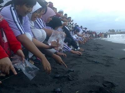 375 Ekor Tukik Dilepas di Pantai Boom