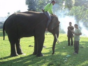 Mudik ke Aceh Besar, Bisa Nonton Pelatihan Gajah di Saree
