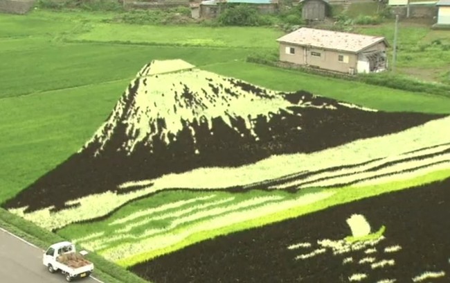 Keren! Persawahan di Jepang Dipahat Jadi Lukisan Raksasa