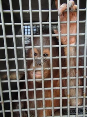 Kisah Orangutan yang Bebas Setelah Terjerat Tali Nilon Selama Satu Tahun