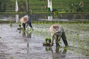 Belajar Dari Kehidupan Petani