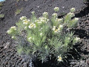 Melihat Keindahan Bunga Edelweiss di Gunung Rinjani
