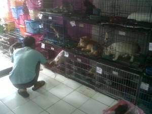 Lebaran, Tempat Penitipan Hewan Diserbu Warga yang Ingin Mudik