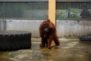 Pusat Primata dan Tunggang Kuda Masih Jadi Wahana Favorit di Ragunan