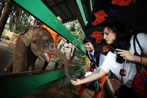 Harga Tiket Murah, Kebun Binatang Ragunan jadi Primadona Saat Liburan