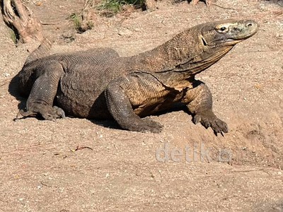 Melihat Komodo KBS Bertelur 28 Butir