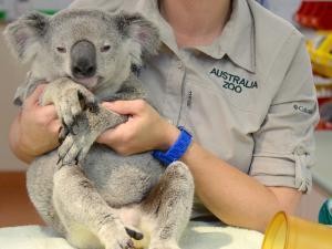 Koala Selamat Setelah Terdampar di Jalan Tol
