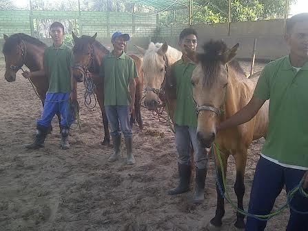 Ekspor Kuda ke Malaysia, Eksportir Tak Khawatir Diklaim