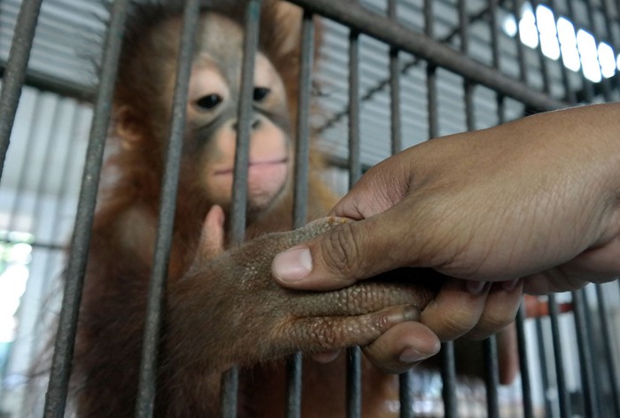 Lucunya! Momen Anakan Orangutan KBS Jabat Tangan Minta Maaf saat Lebaran