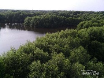 Melongok Keindahan Taman Wisata Alam Angke Kapuk