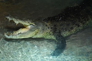 Ada-ada saja... Mal di Dubai Ini Pelihara Buaya Raksasa